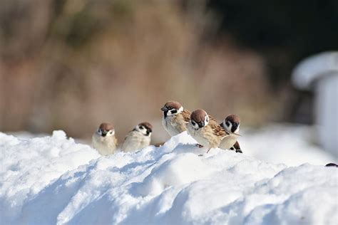 Free Download Animal Bird Wild Birds Little Bird Sparrow Wild