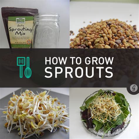How To Grow Your Own Sprouts At Home Greatist