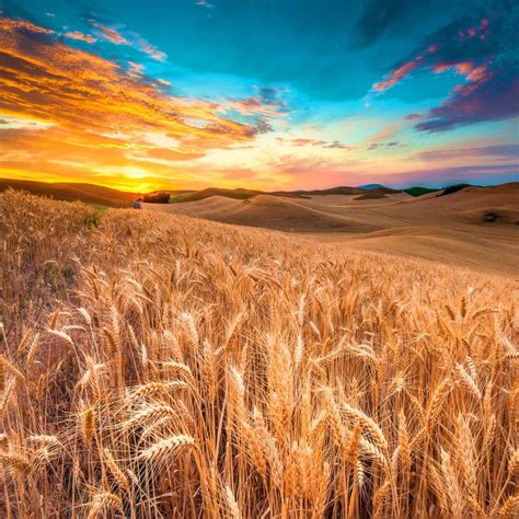 Wheat Meadow Harvest Ipad Air Wallpapers Free Download