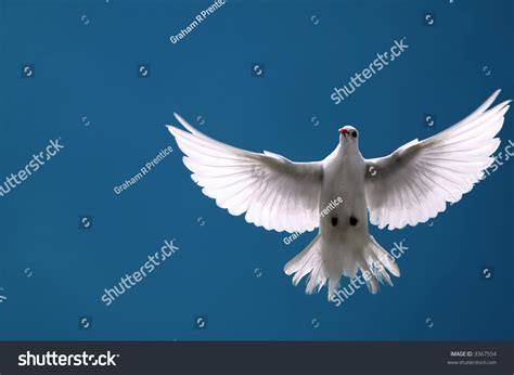 White Dove In Flight Stock Photo 3367554 Shutterstock