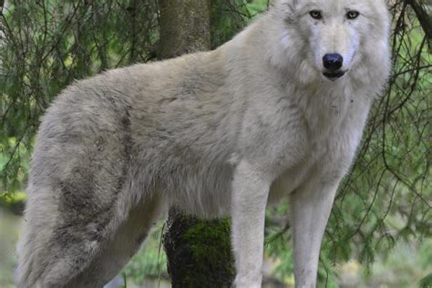 Wild Things Dnr Updating Wolf Management Plan Door County Pulse
