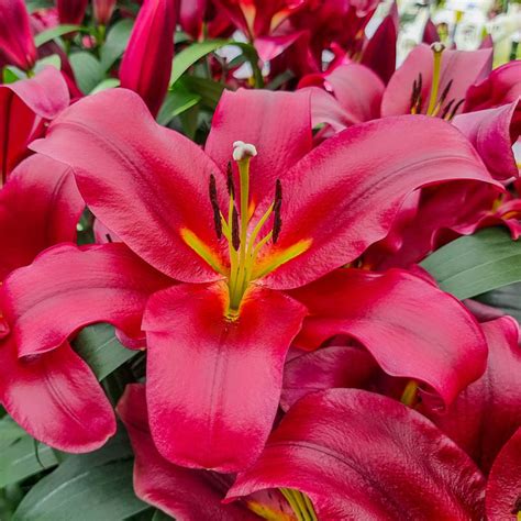 Buy Lasting Love Lily Tree Lily Bulbs And Trees Brecks