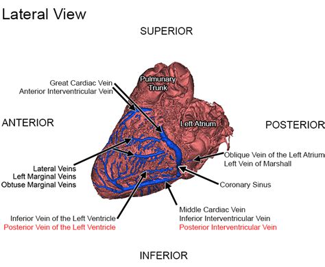 An overview of the venous drainage of the brain, including the superficial veins of the cerebrum, dural venous sinuses and cavernous sinus thrombosis. The Great And Middle Cardiac Veins Drain Blood Into The ...