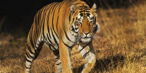 What Are The Big 5 Of Indian Safari India Big 5 Safari