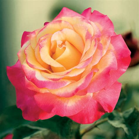 Grandiflora Rose Dream Come True Grandiflora Rose Rose Flowers
