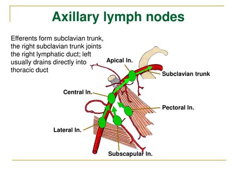 Ppt The Lymphatic System Powerpoint Presentation Free