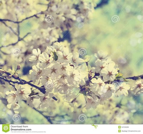 Cherry Blossoms Over Blurred Nature Background With Bokeh Stock Image