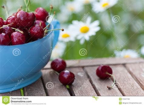 Fresh Cherries On A Garden Table Stock Image Image Of Background Daisy