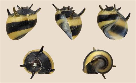 Horned Nerite Snail Beginner S Guide