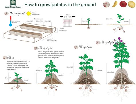 How To Grow Potatoes West Coast Seeds Grow Potatoes In Container