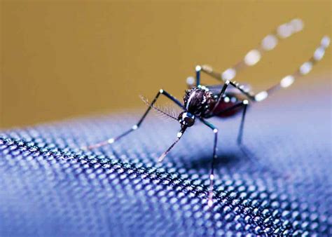 Can Mosquitoes Bite Through Clothes 6 Best 6 Worst Fabrics 🪰 The