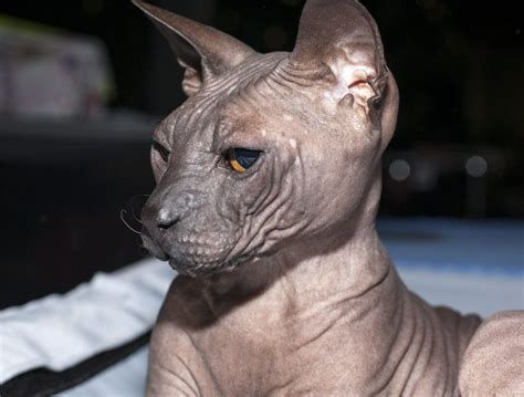 7 Most Popular Hairless Cat Breeds In The World