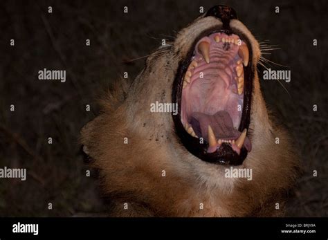 Male Lion Yawning Stock Photo Alamy