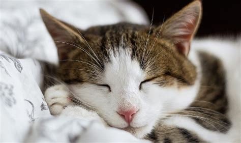 Evo Objašnjenja Zašto Naše Mačke Toliko Spavaju Minjacat