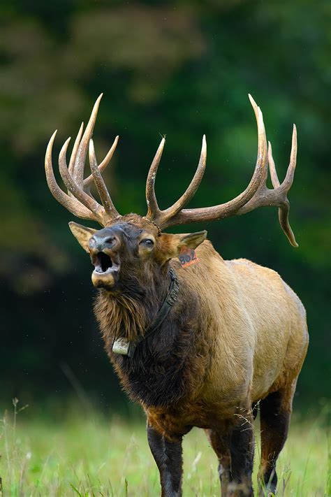 Photographing Elk In The Great Smoky Mountains National Park Where