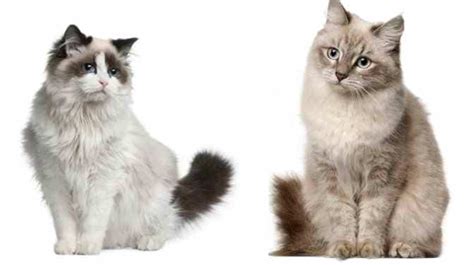 Siberian Vs Ragdoll Cats Similarities And Differences