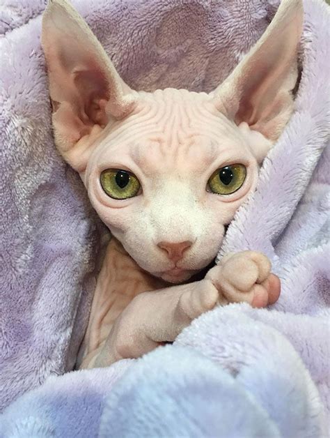 Meet Sphynx Cats The Most Adorable Hairless Felines Pretty Cats