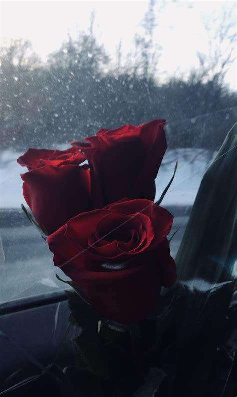 Rose🥀 Instagram Ideas Photography Tumblr Photography Winter
