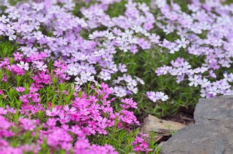 Pictures And Names Of Early Spring Flowers - Free Spring Flowers Images