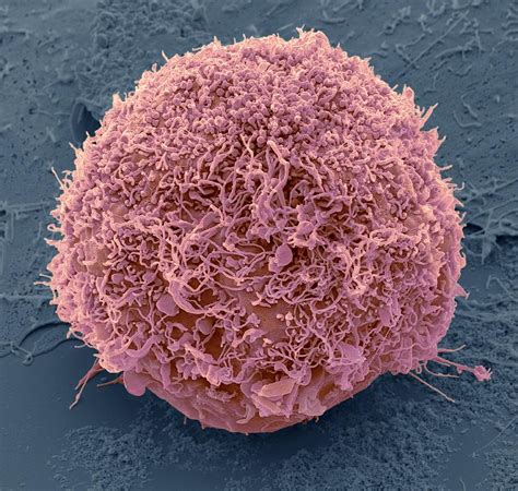 Mesenchymal Stem Cell Sem Photograph By Science Photo Library