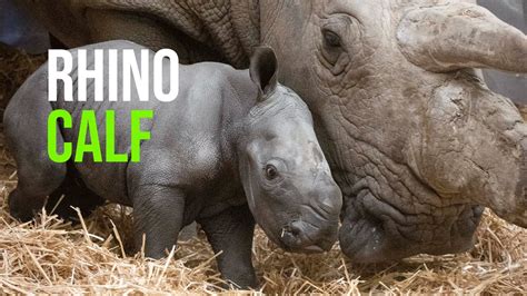 First Images Of Rare Southern White Baby Rhino Born At Knowsley Safari