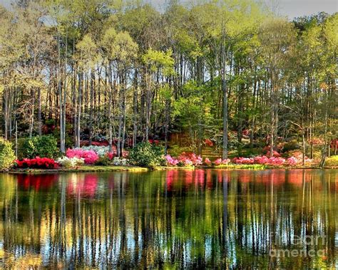 Callaway Gardens In Bloom Photograph By Charlene Cox Fine Art America