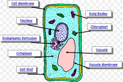 Plant Cell Human Body Diagram PNG X Px Watercolor Cartoon Flower Frame Heart