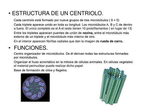 Funcion Y Estructura De Los Centriolos Dinami
