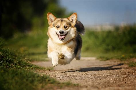 Hd Wallpaper Joy Mood Jump Dog Track Flight Walk Bokeh Welsh