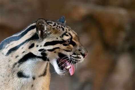 Pantera Negra Características Hábitat Tipos Y Alimentos Cumbre