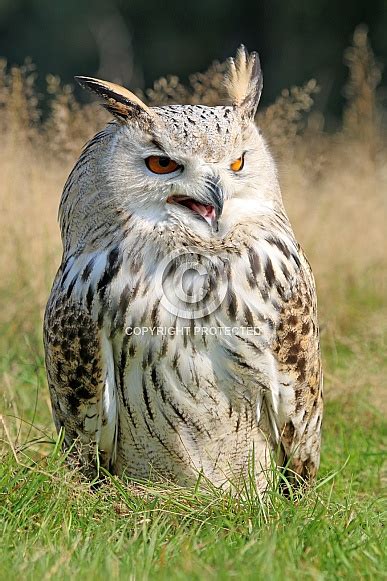 Eurasian Eagle Owl Bubo Bubo Sibiricus Wildlife Reference Photos