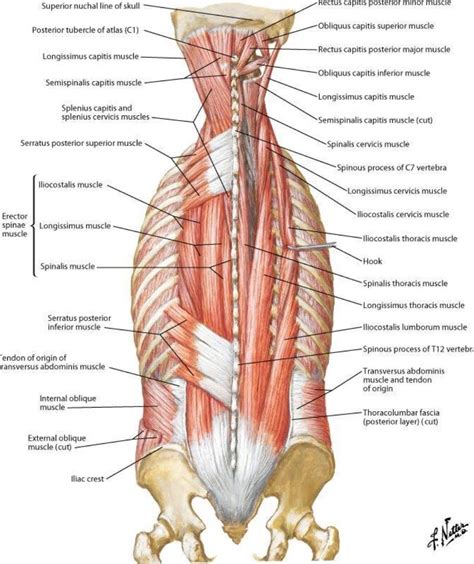 The rib cage attaches to the breastbone and spine, and the ribs protect many. Posterior muscles in the thoracic and lumbar region ...