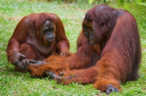 Orangotango Feminino E Masculino Estão Sentados Na Grama Indonésia A