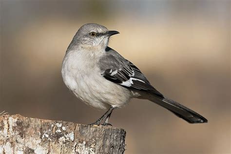 Northern Mockingbird By Mworthi245 Via Flickr Us States Flags Brown Thrasher Birds And The