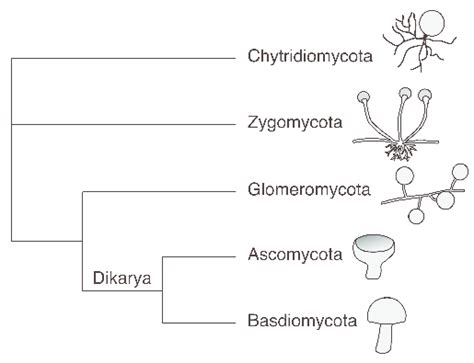 Simplified Phylogenetic Tree Of Fungi Showing The Five Main Phyla