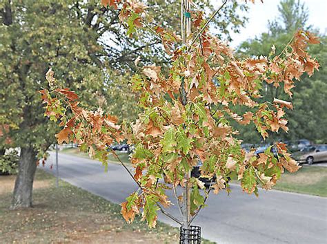 Are Your Trees Experiencing Drought Stress