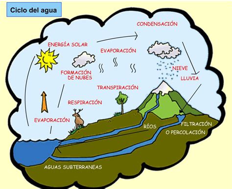 Ciclos De La Materia Ciclo Del Agua