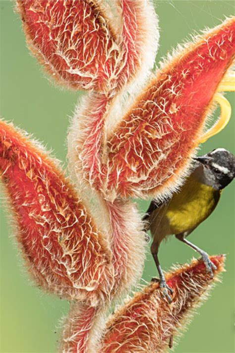 We did not find results for: 2020 National Wildlife Photo Contest | Photo contest, Photo, Wildlife