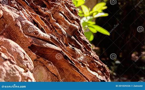 Landscape Coconut Tree Roots Stock Photo Image Of Plant Nature