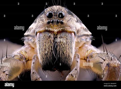 Macro Close Up Of A Wolf Spider Isolated On A Dark Background Macro