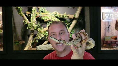 Whats The Difference Between A Boa Constrictor And Python Python Vs Boa