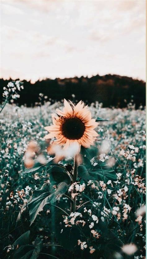 Aesthetics In 2020 Sunflower Wallpaper Flower Phone