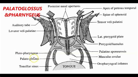 13soft Palate Anatomy Musclesfunctionsnerve Supply And Blood Supply