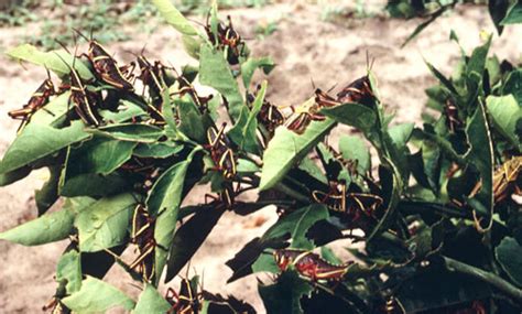 Also any suggestion for making yellow a better plugin is appreciated. Control Grasshoppers When They Are Young | Gardening in ...
