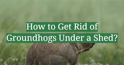 How To Get Rid Of Groundhogs Under A Shed Gardenprofy