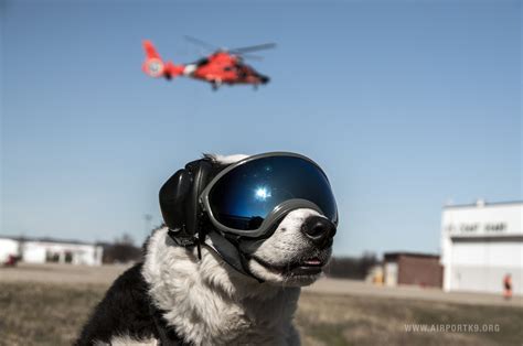 Psbattle Airport Security Dog With Ski Goggles And Ear Protection