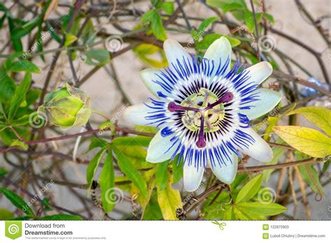 Blooming Blue Passion Flower Stock Image Image Of Botany Macro
