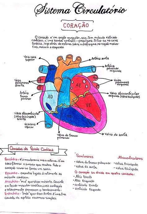Body Anatomy Anatomy Drawing Medical Students Medical School