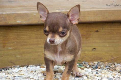Meet Pixie A Cute Chihuahua Puppy For Sale For 150 Pixiealert