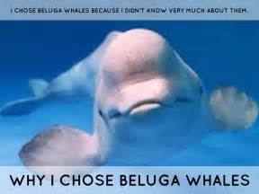 Beluga Whales By Jennifer Brinn